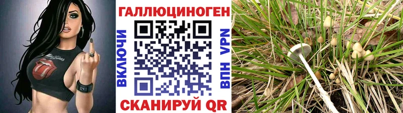 дарк нет телеграм  Балаково  Псилоцибиновые грибы MAGIC MUSHROOMS 